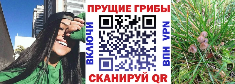 Галлюциногенные грибы GOLDEN TEACHER мориарти как зайти Дмитров